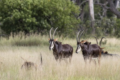 Sable antelope