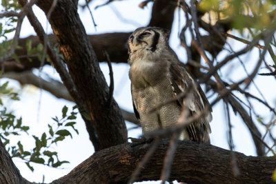 Verreauxs Eagle-Owl