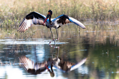 Saddle-billed Stork