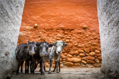 Cow in Lo Manthang