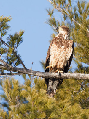 Immature Bald Eagle in Tree.jpg