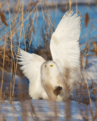 SnowyOwl with Mouse.jpg