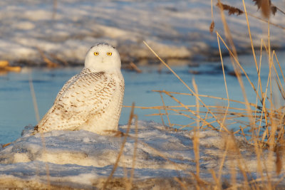 _Snowy Owl in Weeds.jpg