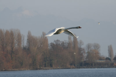 Cygne tubercul en vol (Cygnus olor)