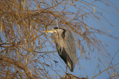Hron cendr (Ardea cinerea)