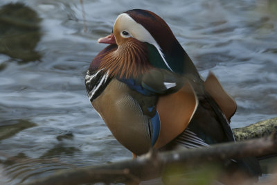 Canard Mandarin (Aix galericulata)
