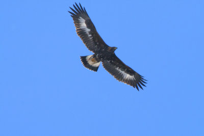 Aigle royal (Aquila chrysaetos)