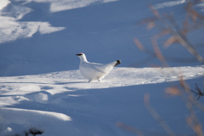 Lagopde alpin (Lagopus mutus)