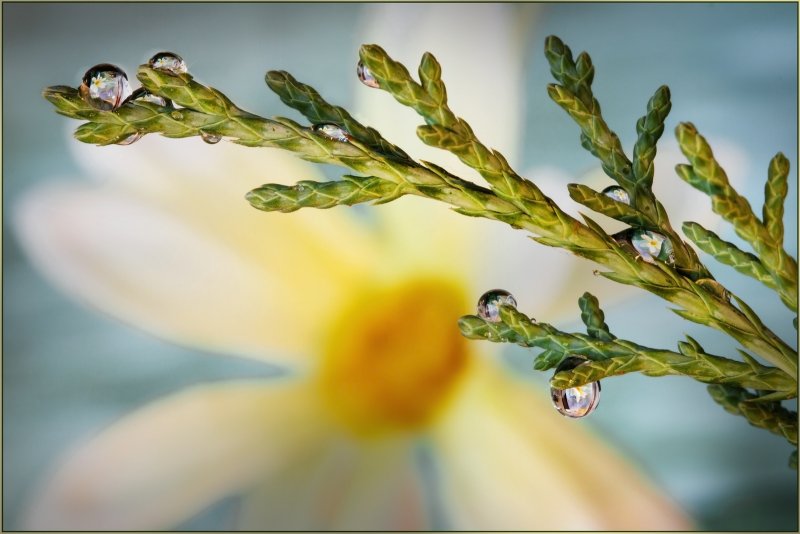 IMG_9983 Random Refractions in Dew 2.jpg