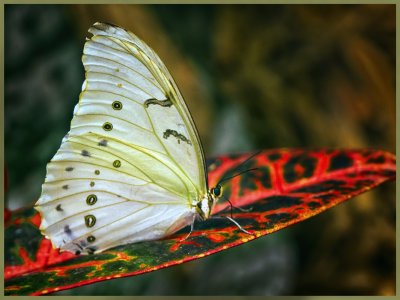 Butterfly 1_MG_8696.jpg