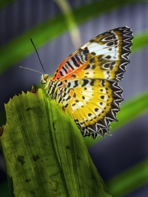 Butterfly 3_MG_8912.jpg