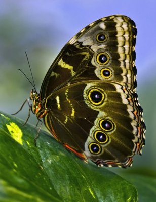 Butterfly 4_MG_8768.jpg