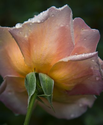 Backlit Drenched rose -0415.jpg