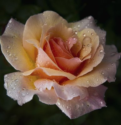 Classic Rain Drenched Rose-0416.jpg