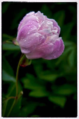 LR to PS Pink Drenched Peony.jpg