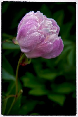 LR to PS Pink Drenched Peony_2.jpg