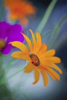_MG_6401 Dreamy Floral.jpg