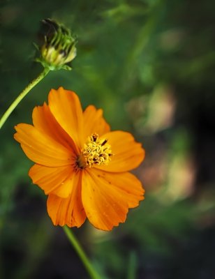 _MG_6386_Orange Loner 2.jpg