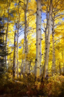 _MG_7647 Mystic Forest.jpg