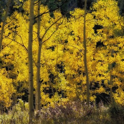 _MG_7449 Golden Forest of Aspens.jpg