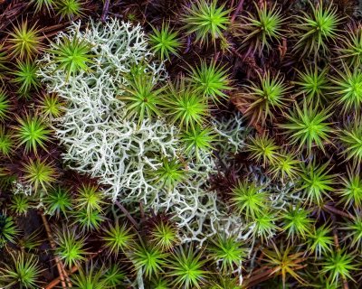 _MG_8024 Star Fern and Antlers.jpg