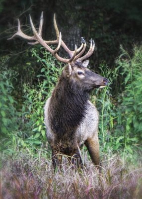 _MG_8672 Elk Buck At Attention.jpg