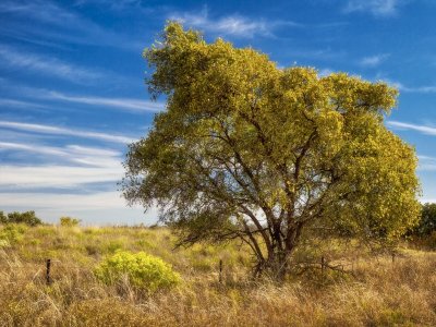 _MG_9077 West Texas Landscape.jpg