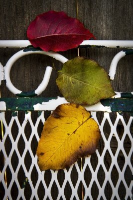_MG_9155 Shabby Chair With Leaves.jpg