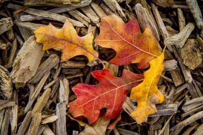 _MG_9195 Autumn Clutter.jpg