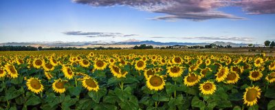 _MG_2032 Sunflower Fields Forever.jpg