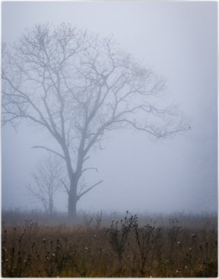 _MG_2593 Fog Vista.jpg