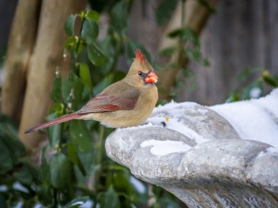 _MG_9775 Little Cardinal Girl.jpg
