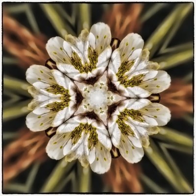 blossum kaleidoscope 2.jpg
