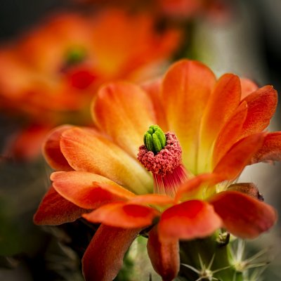 056 Cactus Flower Portrait_2.jpg