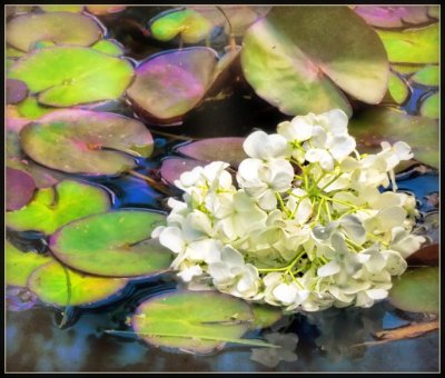 _MG_9111 White Flower in Water Bed of Colors 2pm.jpg