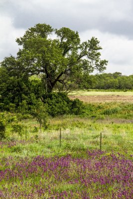 _MG_1609 Texas.jpg