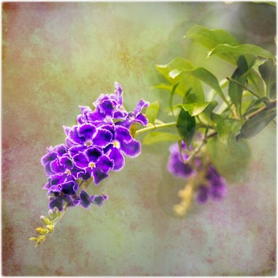 IMG_2861 Lavender Cascade.jpg