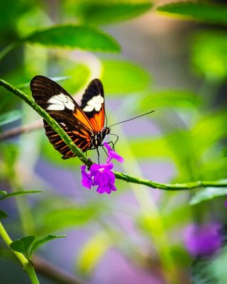 IMG_2924 Butterfly On a Swing.jpg