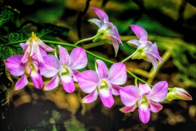IMG_3082 Orchid Cascade.jpg