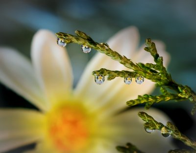 IMG_0029 Daisy Reflections in Droplets With Mood.jpg