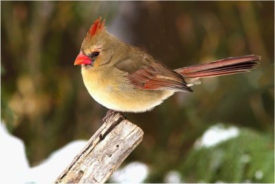 IMG_2866 Female Cardinal.jpg