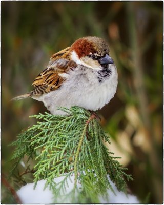 IMG_2909 Cold Sparrow.jpg