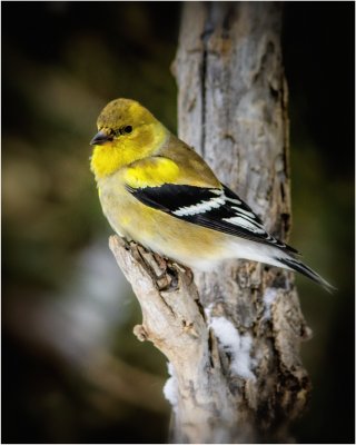 IMG_2989 Colorful Bird  shp.jpg
