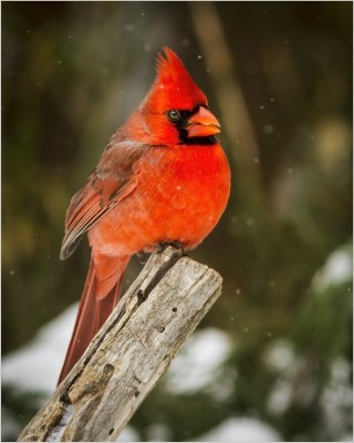 backyard_birds