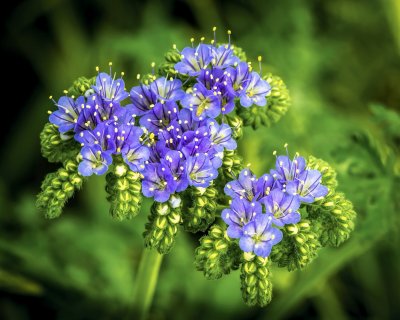 _MG_0162_0760 Purple Weed.jpg