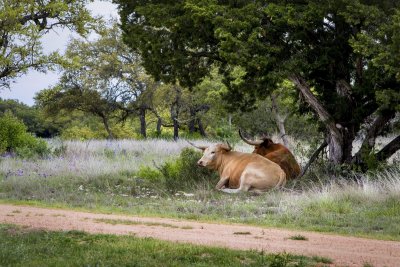 _MG_1190_1069 Resting Pair.jpg