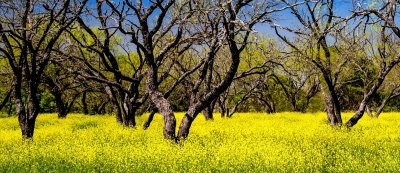 IMG_6274_1279 Dancing In A Sea Of Yellow.jpg