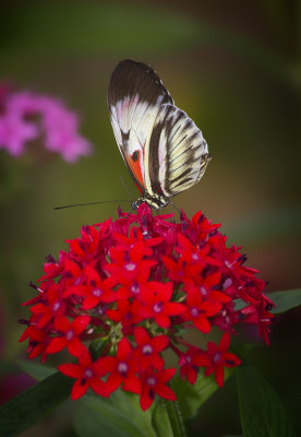 g9/93/850893/3/150984282.LJh08Iz0.jpg