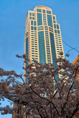 Sakura and building