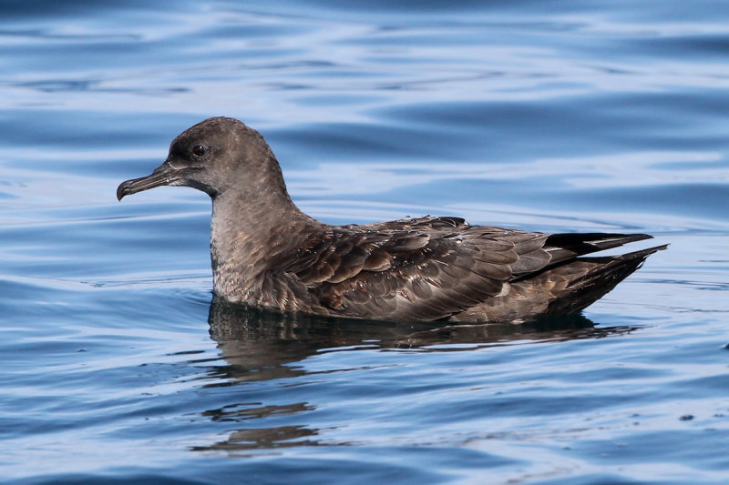 Sooty Shearwater (Puffinus griseus)